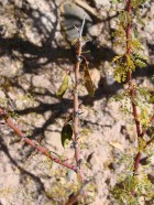 Parkinsonia praecox