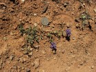 Dalea boliviana