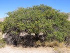 Strombocarpa ferox