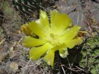 Opuntia sulphurea