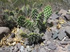 Opuntia sulphurea