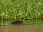 Heliornis fulica