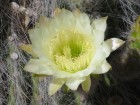 Trichocereus atacamensis