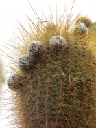 Trichocereus atacamensis