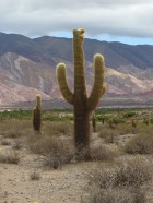 Trichocereus atacamensis