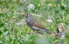 Turdus nigriceps