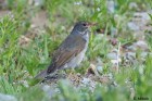 Turdus nigriceps