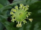 Malaxis parthoni