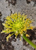 Malaxis hieronymi