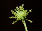Malaxis excavata