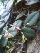 Pleurothallis recurva