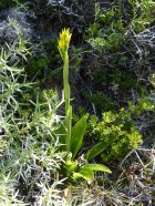 Gavilea lutea