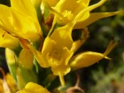 Gavilea lutea
