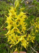 Gavilea odoratissima
