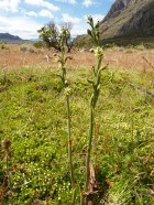 Gavilea glandulifera