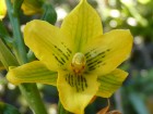 Gavilea gladysiae