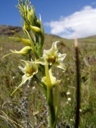 Gavilea araucana