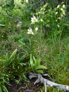 Gavilea araucana