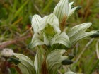Chloraea philippii