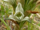 Chloraea philippii