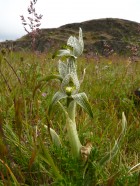 Chloraea magellanica