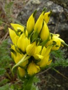 Gavilea supralabellata