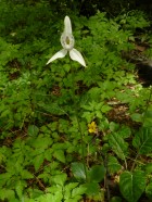 Codonorchis lessonii