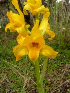 Chloraea alpina
