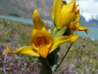 Chloraea alpina