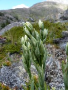Chloraea gaudichaudii
