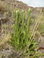 Chloraea cylindrostachya