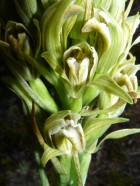 Chloraea cylindrostachya