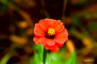 Zinnia peruviana