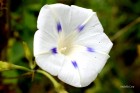 Ipomoea purpurea