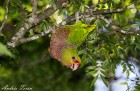 Amazona vinacea