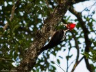 Campephilus melanoleucos