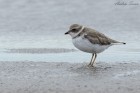 Charadrius semipalmatus