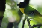 Euphonia chalybea