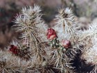 Cylindropuntia tunicata