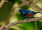 Euphonia pectoralis