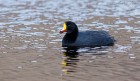 Fulica gigantea