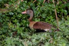 Dendrocygna autumnalis