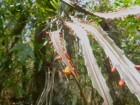 Rhipsalis monacantha