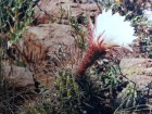 Trichocereus candicans