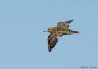 Calidris subruficollis