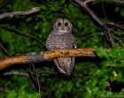 Strix rufipes