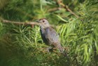 Thamnophilus ruficapillus