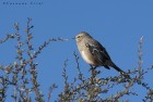 Mimus patagonicus
