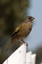 Embernagra platensis