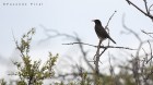 Turdus chiguanco